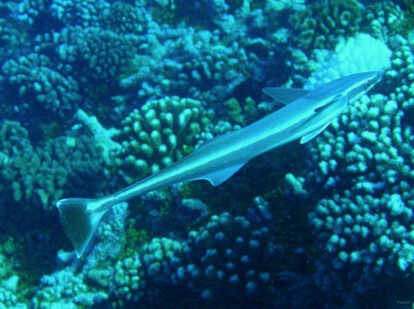 52- Remora 